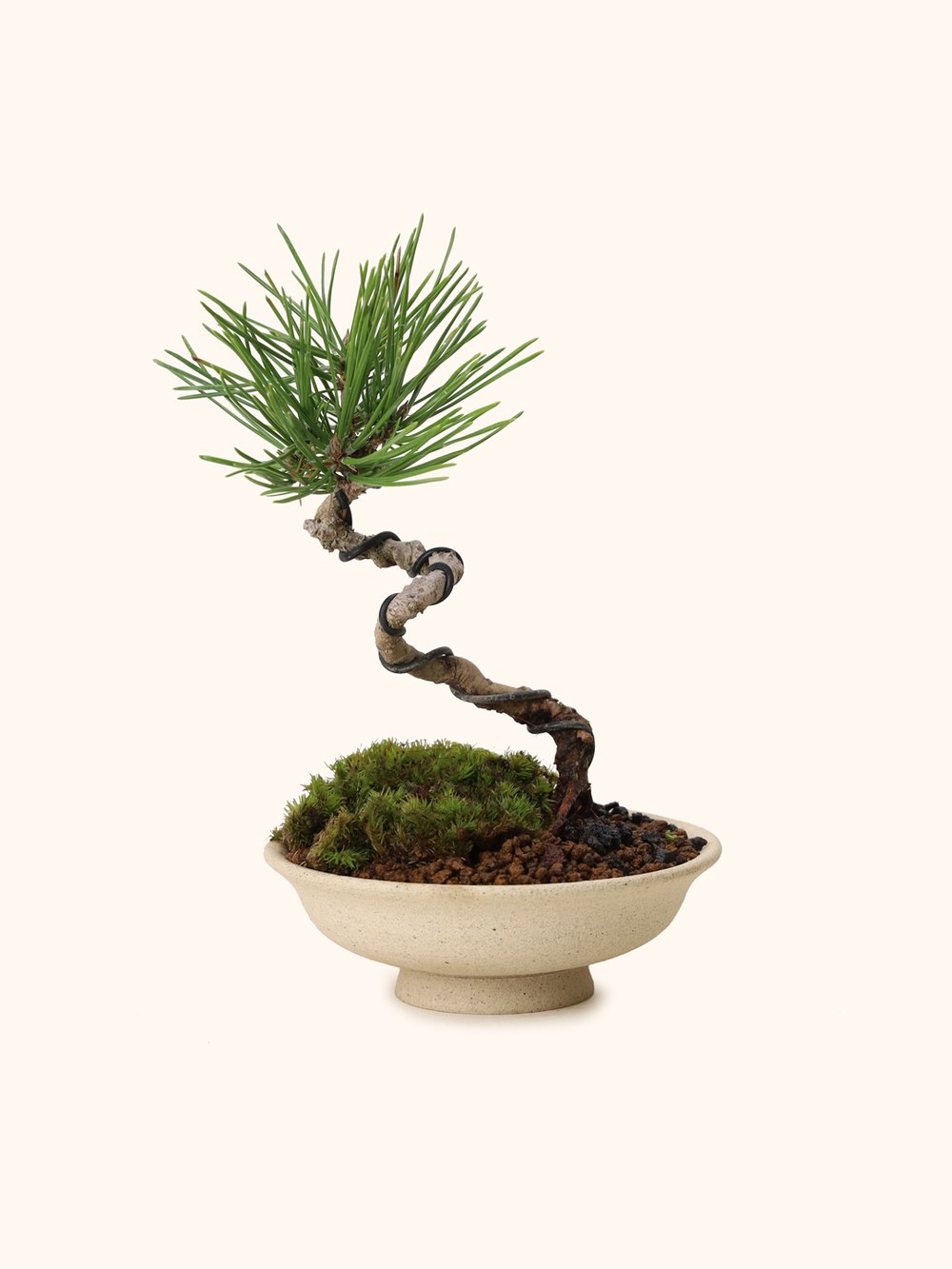 Japanese Black Pine Bonsai - Pinus Thunbergii