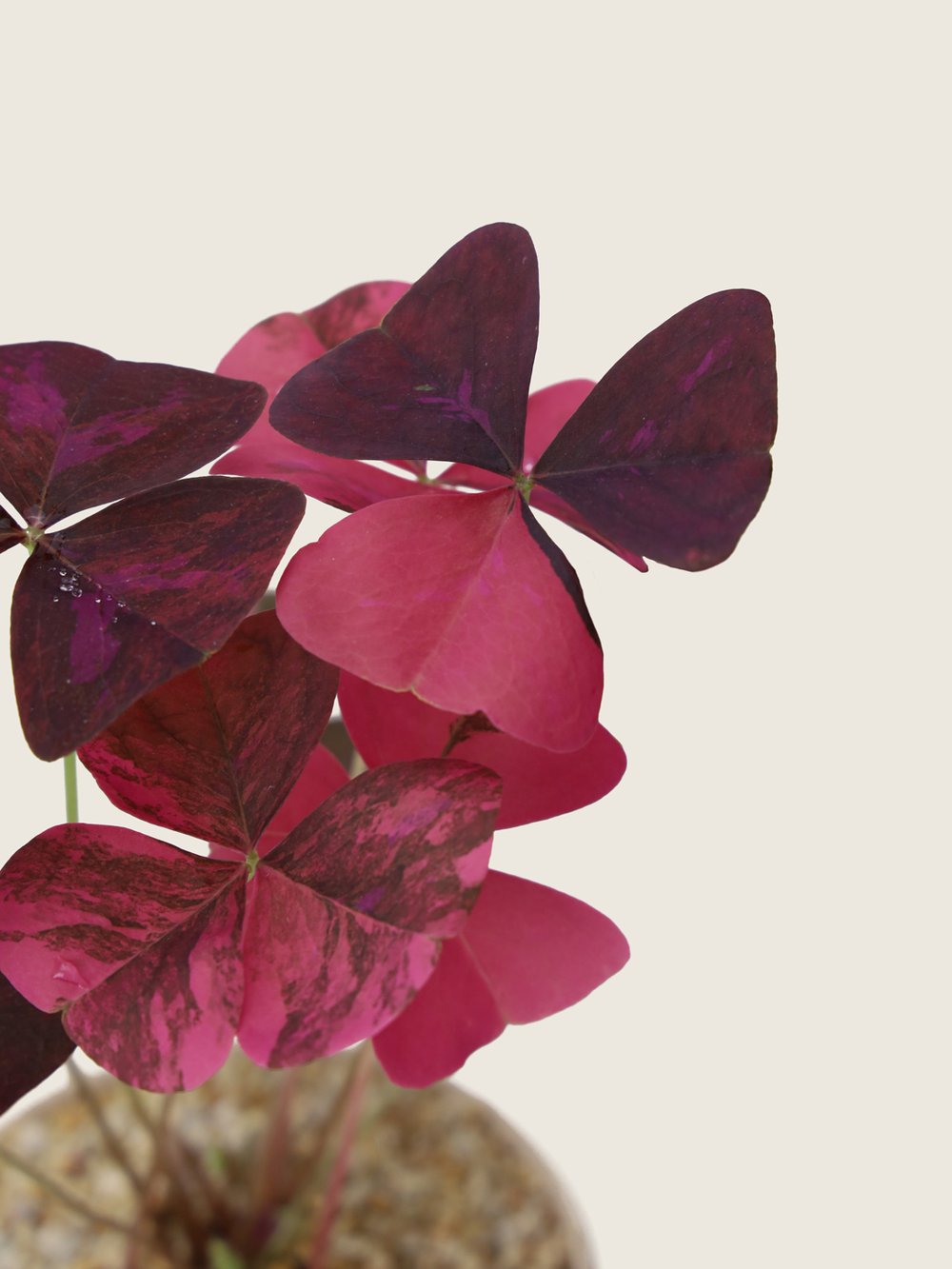 Variegated Oxalis Triangularis | Exotic Plants