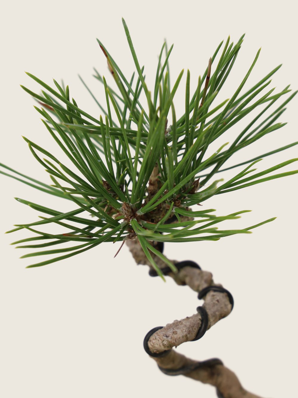 Japanese Black Pine Bonsai - Pinus Thunbergii