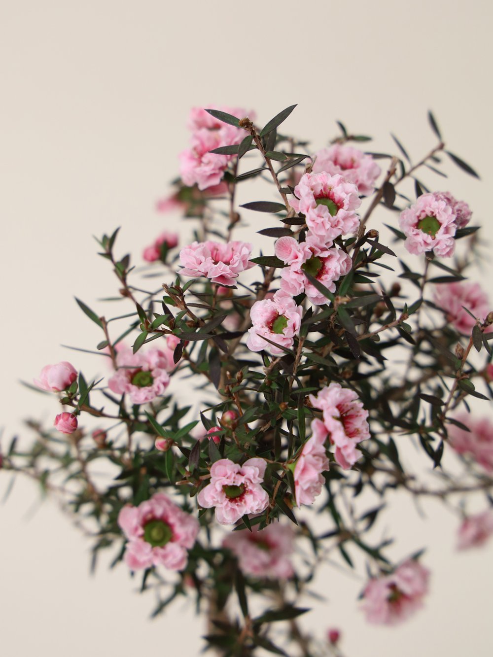 Bending Manuka Myrtle (Japan)