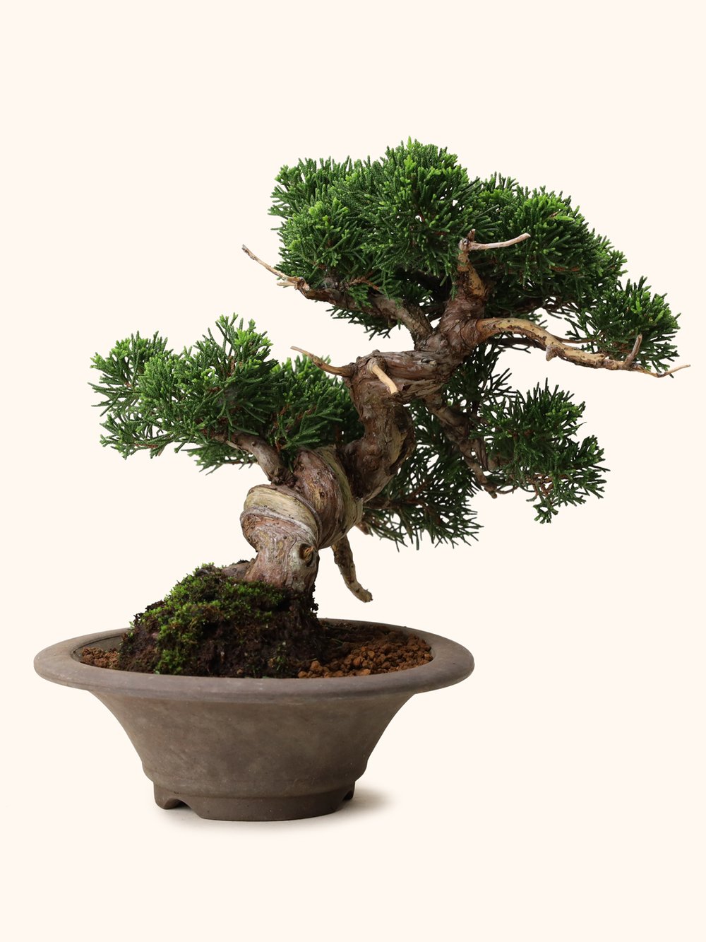 Japanese Juniperus Chinensis Shimpaku