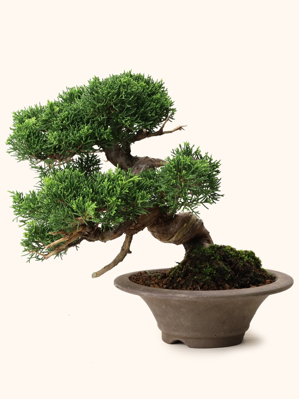Japanese Juniperus Chinensis Shimpaku