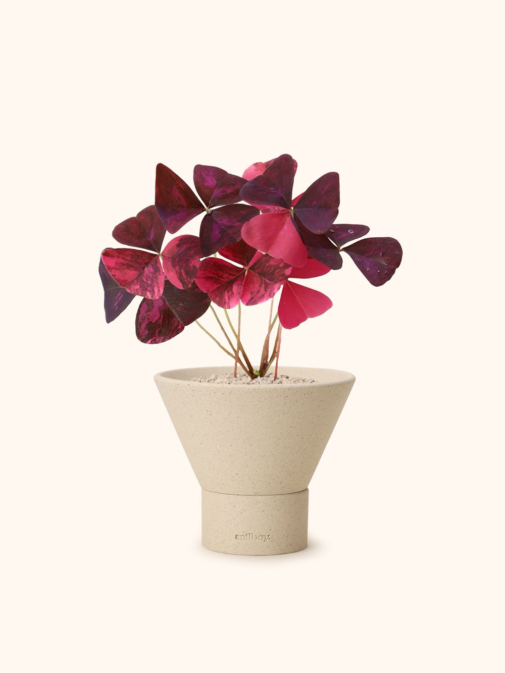 Variegated Oxalis Triangularis | Exotic Plants