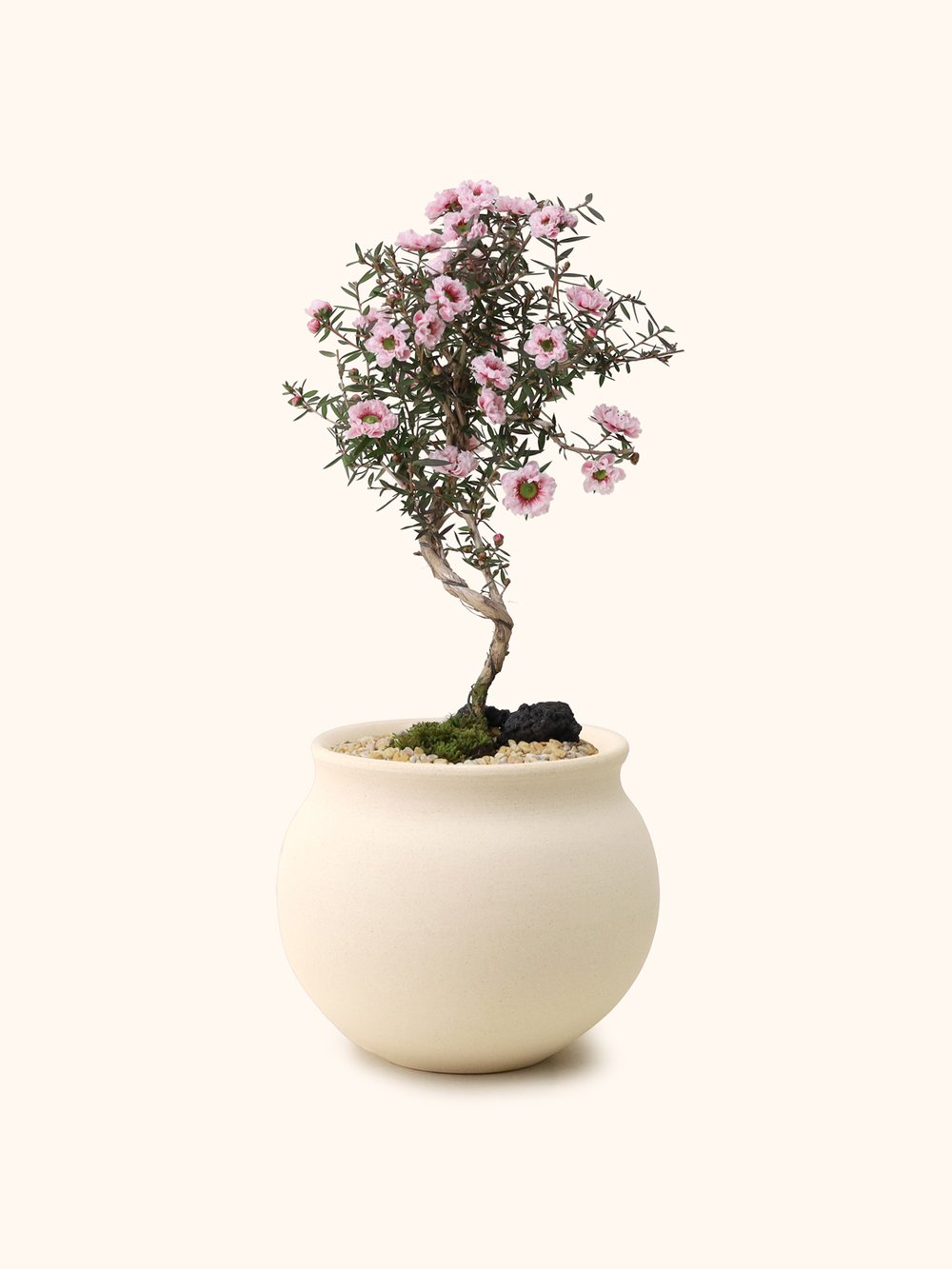 Bending Manuka Myrtle (Japan)